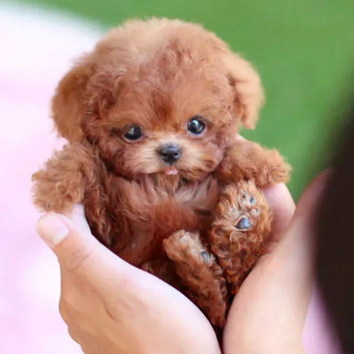 Peluche de cachorro en miniatura