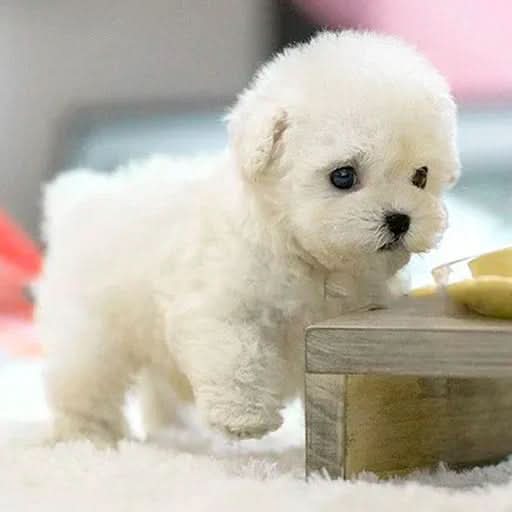 Peluche de cachorro en miniatura